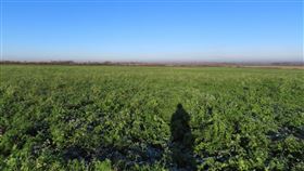 果夫島（圖／翻攝自@RSPBScience 推特）