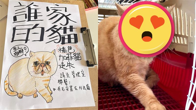 她幫忙畫「失貓招領」　網笑瘋：一模一樣