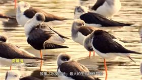 台電火力發電空污「6年減6成」！301秒生態片首公開　感人畫面曝光。（圖／翻攝自台電影音網YT）