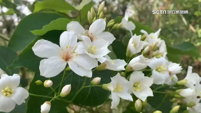 油桐花是不少民眾熟悉的「五月雪」,但成熟果實掉落後的油桐子不能吃。(圖/資料照)