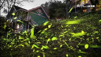 嘉義、台南賞螢夯　「螢光點點」遊客搶看