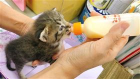 小奶貓,貓咪,繁殖,新北市動物保護防疫處,幼貓,母貓（圖／翻攝自新北市府官網）