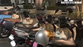 4隻浪貓分別坐在不同的機車上。（圖／「Audrey Jones」授權提供）