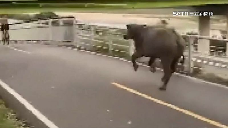 河堤旁野牛群亂竄　單車騎士遭追逐攻擊