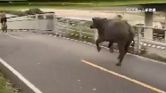 河堤旁野牛群亂竄　單車騎士遭追逐攻擊