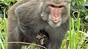 新北傳獼猴俘虜小奶貓！「倒栽蔥」放地拖行餓3天　直擊畫面曝光