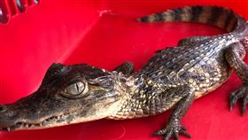 眼鏡凱門鱷出沒埔里圳溝 落網送收容近日1隻鱷魚出沒南投縣埔里鎮市區圳溝，消防隊順利捕捉，農業處1日帶回表示這隻鱷魚為眼鏡凱門鱷，體長約40公分，懷疑可能遭棄養，後續媒合相關動物收容單位協助處置。（南投縣政府提供）中央社記者蕭博陽傳真  112年5月1日