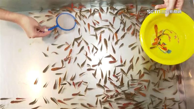 夜市又能撈金魚了　修法對象是哺乳類動物