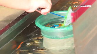 擬修法禁撈金魚挨批　業者怨：沒事先協商