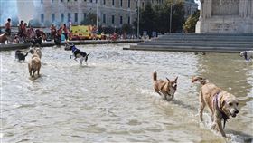 哥倫布廣場噴泉戲水的狗兒正午時天氣熱了起來，不少完賽的狗兒在返回哥倫布廣場（Plaza de Colon）時氣喘吁吁，忍不住跳進廣場上的噴泉戲水沖涼。中央社記者胡家綺馬德里攝  111年10月10日