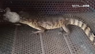 南投媽祖廟旁鱷魚出沒　身長40cm疑遭棄養