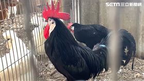 農場開放撿雞蛋被控虐動物　業者被迫取消（圖／翻攝畫面）