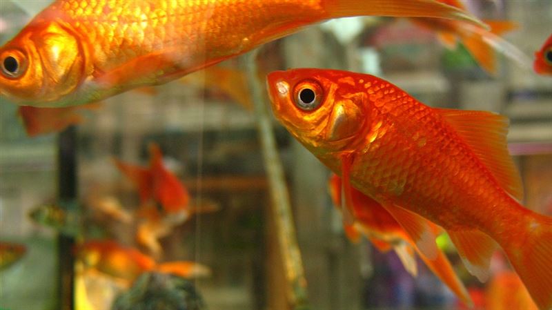 魚很敏感！動保籲禁撈金魚：釣魚也應規範
