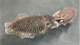 ▲愛愛第一步「頭對頭交配」！花枝繁殖期到　園區開放申請導覽（圖／新北市漁業處提供）

