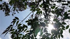 ▲立夏到來。（示意圖／三立記者邱榮吉攝影）