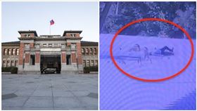 南寮,流浪犬,監視器,跌倒,國賠,新竹市政府（圖／翻攝畫面）