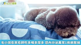 名家專用／「犬庫欣氏症」一般好發於7至12歲的中老年犬，且較容易出現在約克夏、紅貴賓、臘腸犬、米格魯等品種。（勿用）