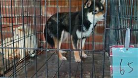 名犬,品種犬,繁殖場,新竹（圖／新竹縣政府提供）