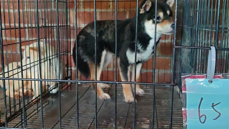 65隻品種犬關籠屎尿無人清　宛如狗狗煉獄