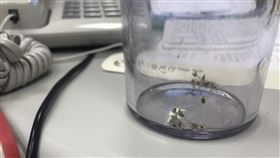 奇亞籽　（圖／翻攝自爆廢公社）