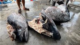 捷報！台東叔姪捕黑鮪魚2船18尾最重257kg　下秒「只剩1顆頭」心酸曝因 （圖／記者王浩原攝影）