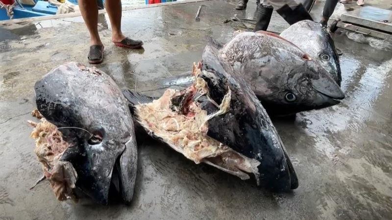 台東叔姪捕黑鮪魚2船18尾　下秒「剩頭」