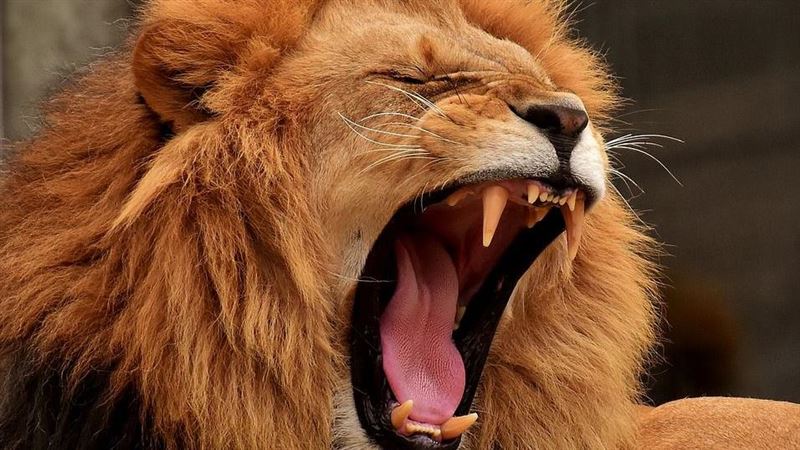 6歲童動物園「遭獅撕咬亡」！恐怖畫面曝