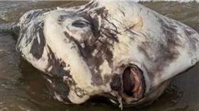 海上釣出2.7噸詭異最巨怪魚　網見本尊傻了：以為是外星人（圖／CTWANT提供）