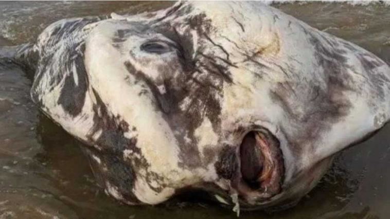 海上釣2.7噸最巨怪魚　網驚：宛如外星人