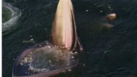 海怪「哈夫古法」一口吞噬船隻　科學家指「這巧合」揭驚人真相（圖／CTWANT提供）