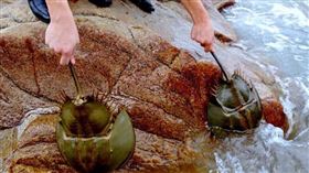 中華鱟。（圖／CTWANT提供）