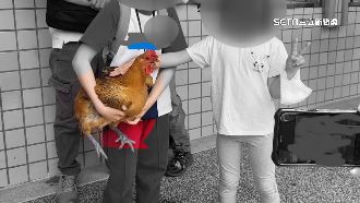 國小園遊會「付錢抱雞」　挨轟不尊重生命