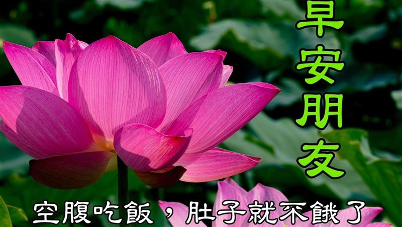 長輩圖2.0！黃偉哲宣傳白河蓮花超有梗