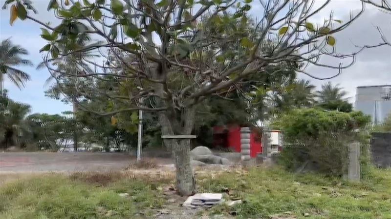 樹也被人下毒！台東老樹遭挖洞灌不明液體
