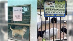 大陸一名遊客李先生趁著五一連假前往衡陽動物園遊玩，沒想到進入後卻發現，籠子裡關著的是雞、狗、羊，完全沒看到獅子和梅花鹿。（圖／翻攝大皖新聞）