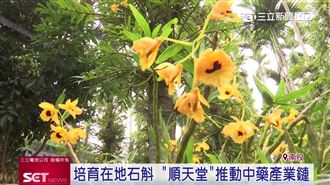 順天堂培育在地石斛　打造首座石斛基地