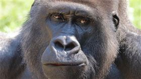 大猩猩(圖/pixabay)