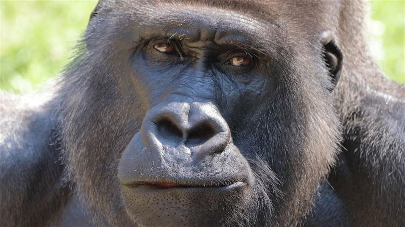 中國遊客動物園亂餵食　反遭猩猩砸石頭