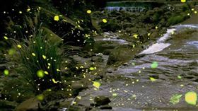 螢火蟲,賞螢,礁溪,火金姑,溫泉,泡湯
