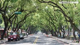 南投中興新村綠色隧道(記者陳弋攝影)