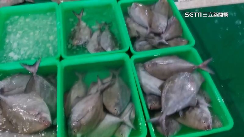 海水溫度偏低黑鯧未洄游　市場爆量民眾搶