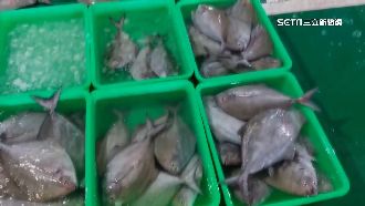 海水溫度偏低黑鯧未洄游　市場爆量民眾搶