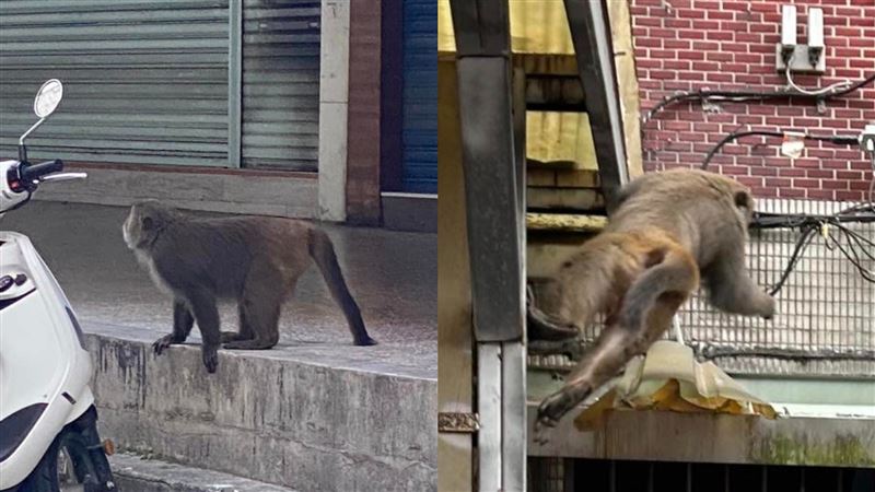 獼猴連2天出沒　目擊者：小孩差點被抓到