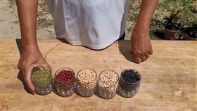 立夏,補老爸,五色豆,廖大乙