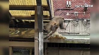 獼猴連2天現身東湖！被民眾直擊引恐慌
