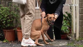 台灣首部寵物實境秀！6藝人幫浪浪找新家