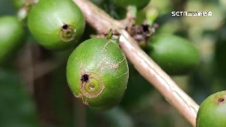 咖啡果小蠹入侵花蓮　10多公頃咖啡園受害