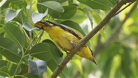 台南山上花園水道博物館園區黃鸝現蹤台南山上花園水道博物館園區常有保育鳥類出現紀錄，近日又有遊客拍到黃鸝現蹤。（盧怡旭提供）中央社記者楊思瑞台南傳真  112年5月7日