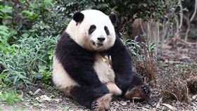 大貓熊和花爆紅  成都繁育基地申請註冊商標據陸媒5日報導，圓滾可愛的母貓熊和花（圖）今年爆紅後，成都繁育研究基地在五一假期躍為中國熱門景點第2名，該基地已經為牠申請註冊多個商標。（中新社提供）中央社  112年5月6日