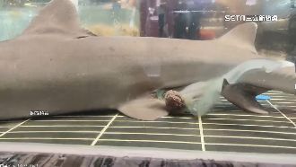 逛海鮮店目擊母鯊產子　店家回應暖爆網友